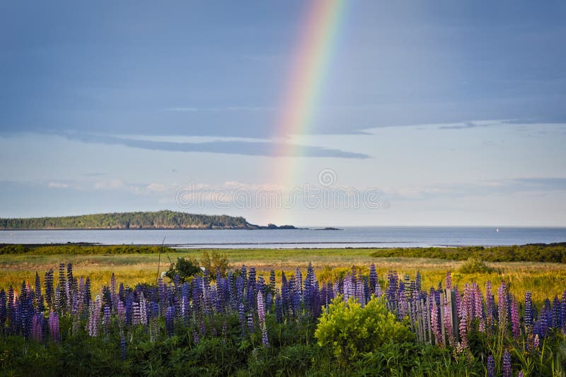 Rainbow displays behind lupine wildflowers illuminated by the sun on the northern Maine seacoast, in New England. Rainbow displays behind lupine wildflowers illuminated by the sun on the northern Maine seacoast, in New England